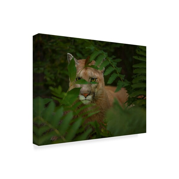 Galloimages Online 'Eyes Of The Forest Ghost' Canvas Art,14x19